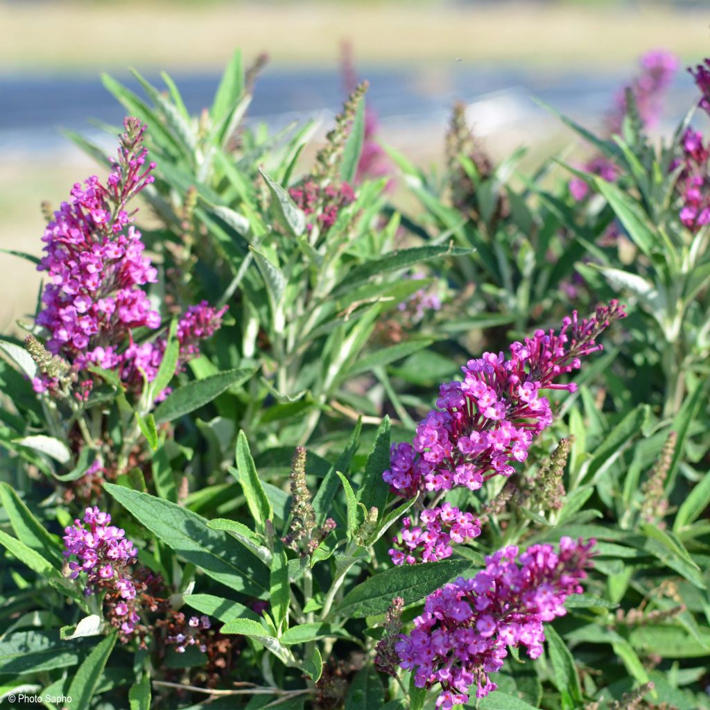 Buddleia davidii Butterfly Tower - Arbre aux papillons