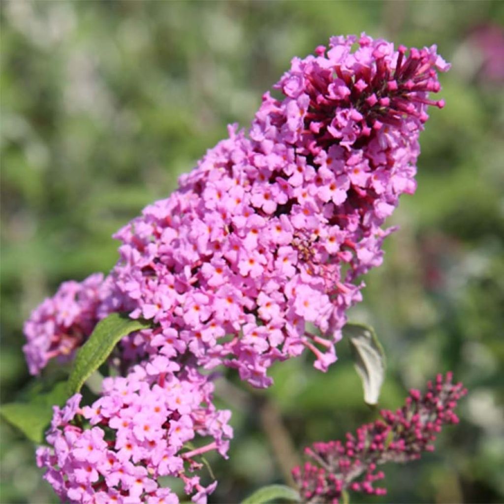 Buddleia davidii Pink Delight - Arbre aux papillons à fleurs rose vif