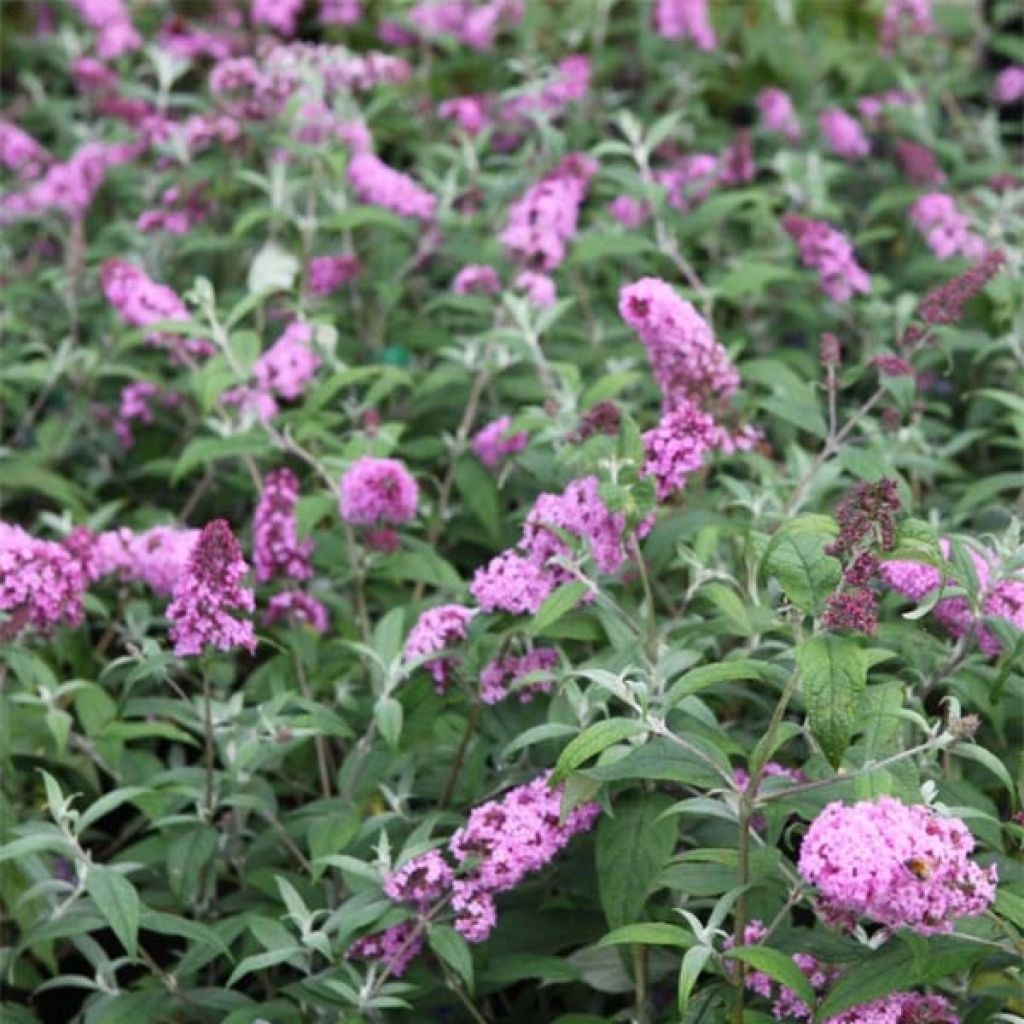 Buddleia davidii Pink Delight - Arbre aux papillons à fleurs rose vif