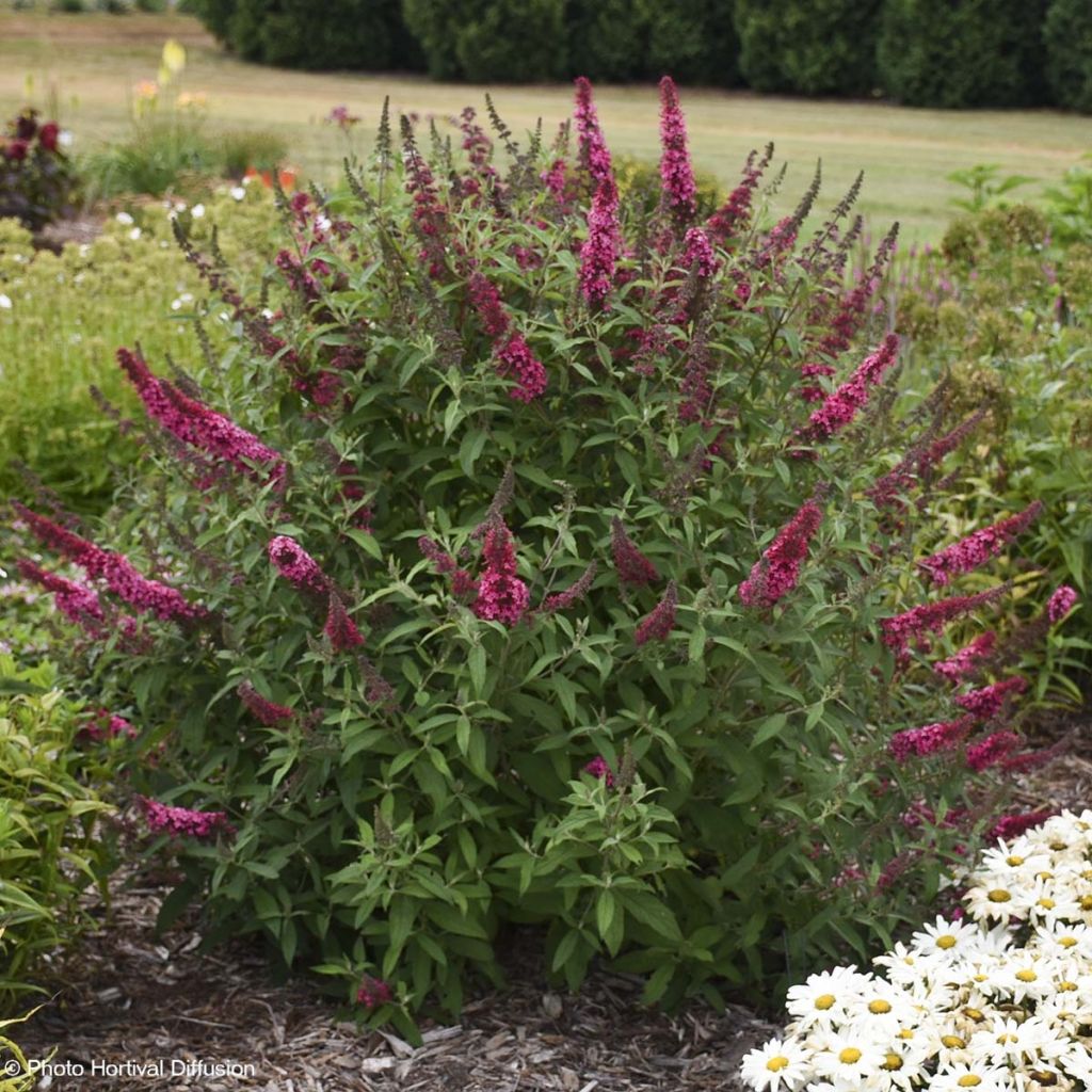 Buddleia davidii Prince Charming - Arbre aux papillons