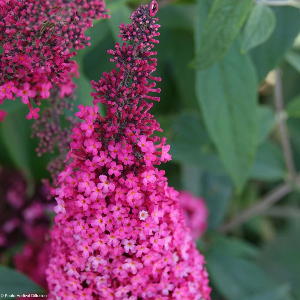 Buddleia davidii Prince Charming - Arbre aux papillons