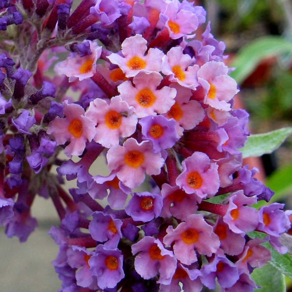 Buddleia Flower Power (Bicolor) - Arbre aux papillons