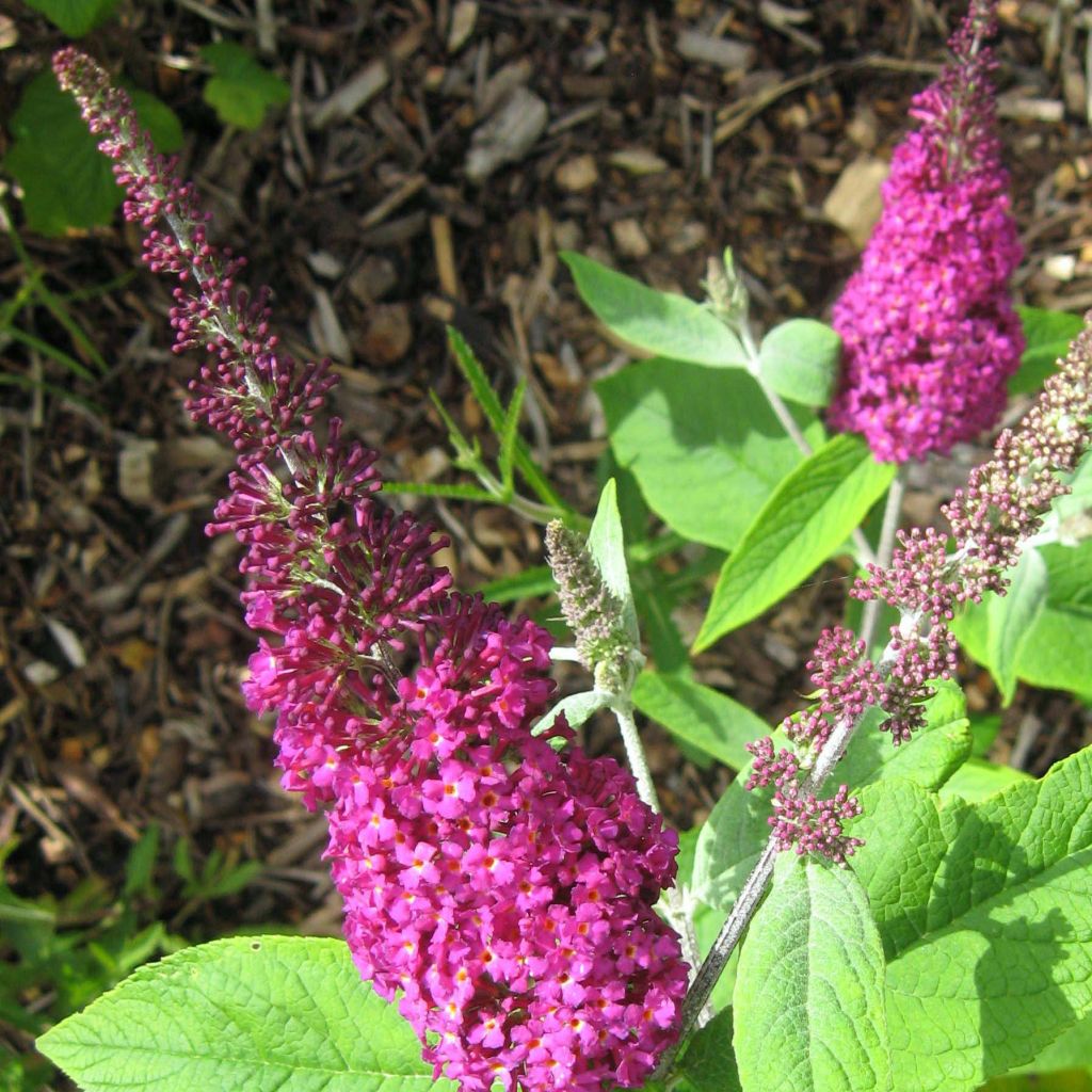 Buddleia Miss Ruby - Buddleia nain