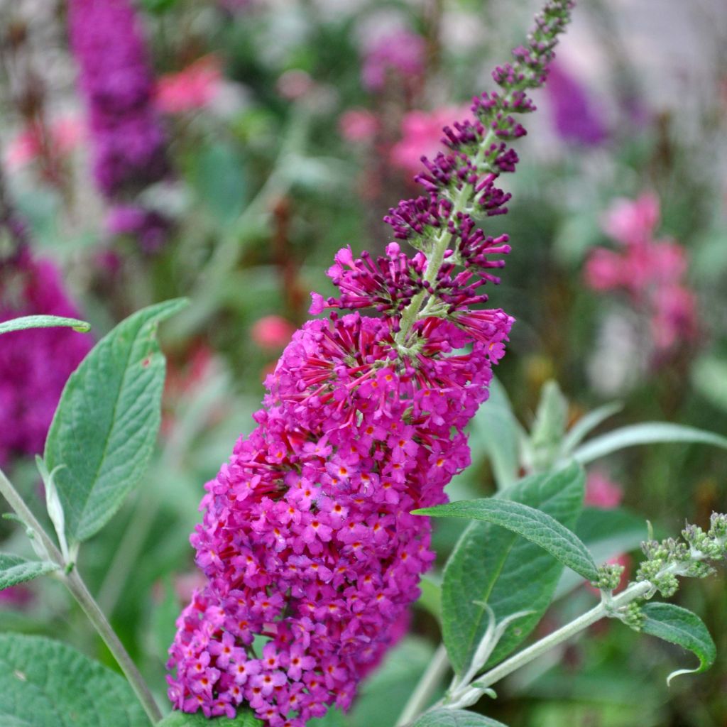 Buddleia Miss Ruby - Buddleia nain