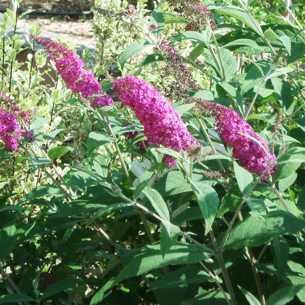 Buddleia Miss Ruby - Buddleia nain