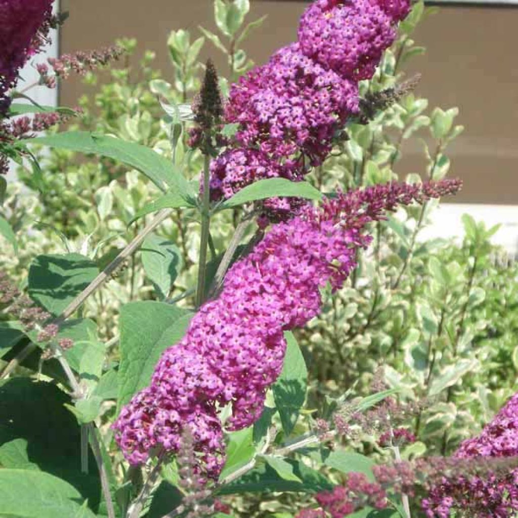 Buddleia Miss Ruby - Buddleia nain