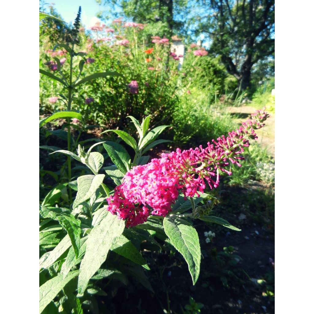 Buddleia Miss Ruby - Buddleia nain