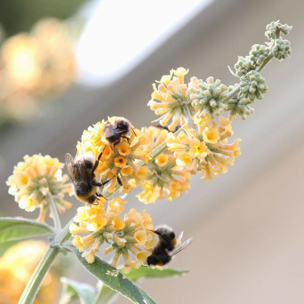 Buddleia weyeriana Sungold - Arbre aux papillons