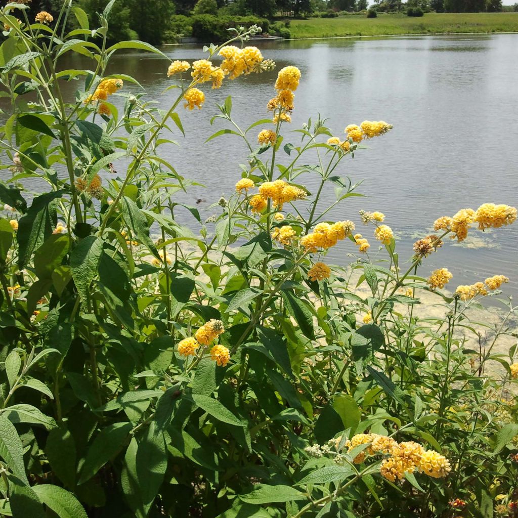 Buddleia weyeriana Sungold - Arbre aux papillons