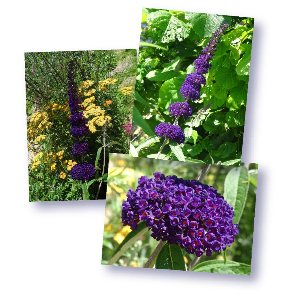 Buddleia davidii Black Knight - Arbre aux papillons