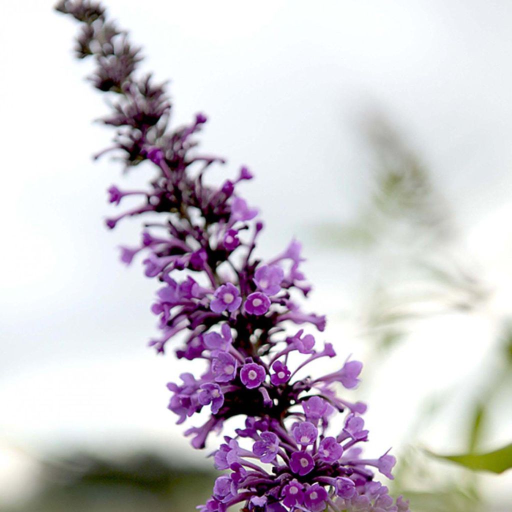 Buddleja davidii Argus Velvet