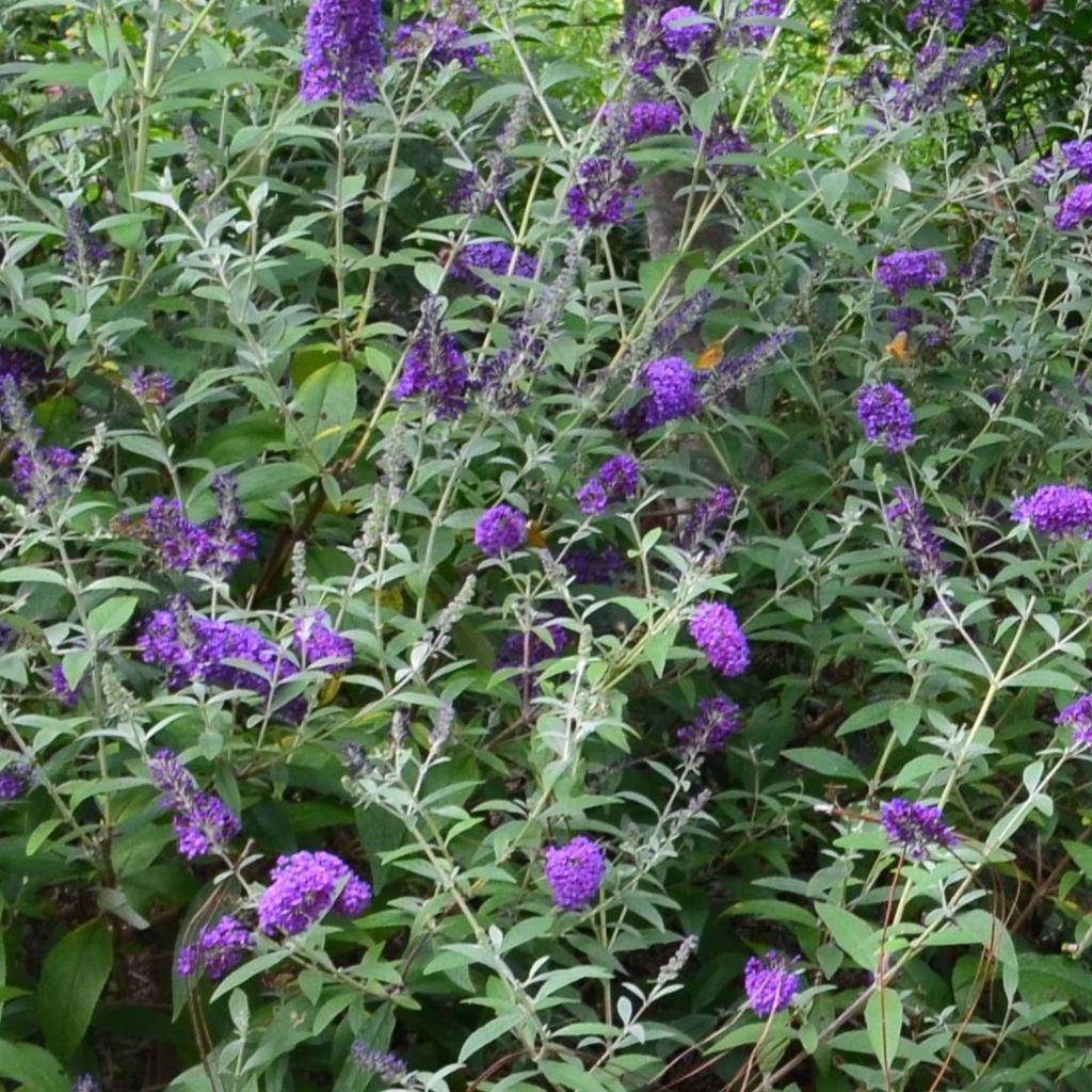 Buddleja davidii Groovy Grape - Arbre à papillons