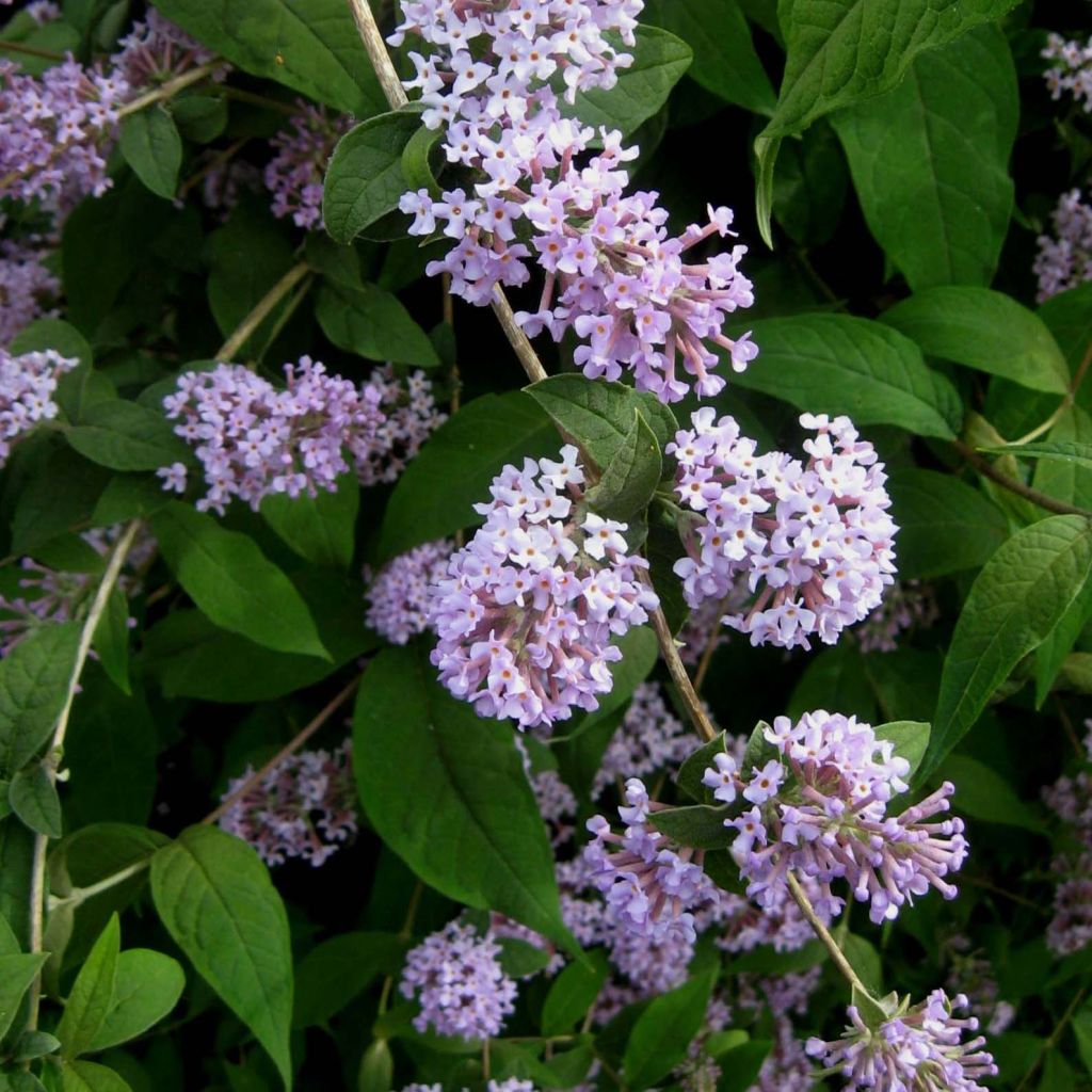 Buddleja delavayi - Arbre à papillons