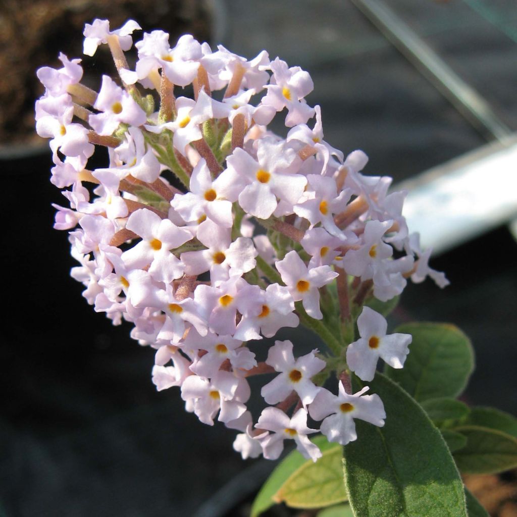 Buddleja delavayi - Arbre à papillons