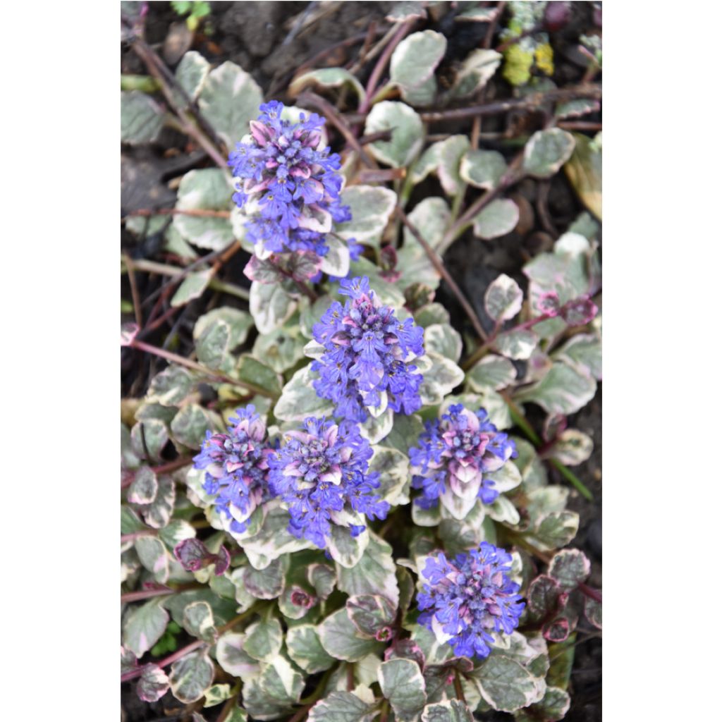 Bugle rampante - Ajuga reptans Burgundy Glow