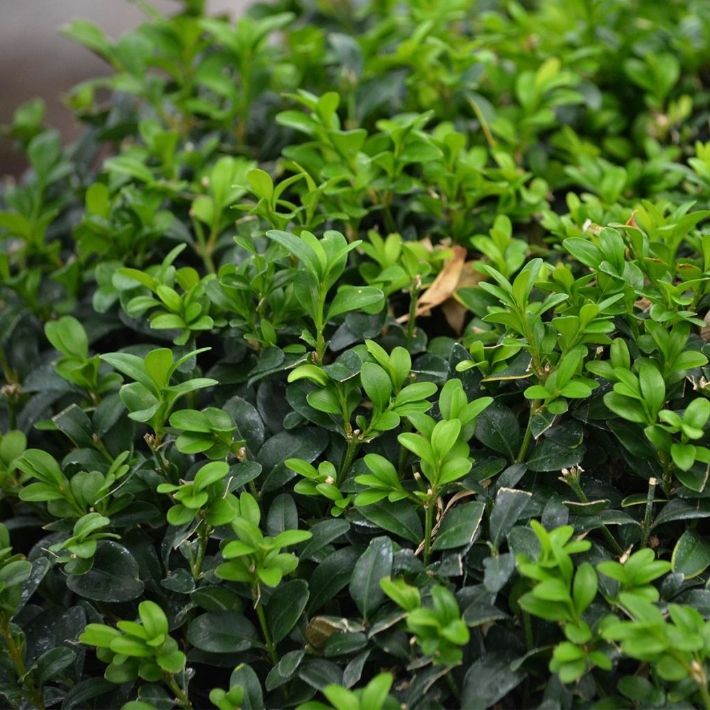 Buis boule - Buxus sempervirens