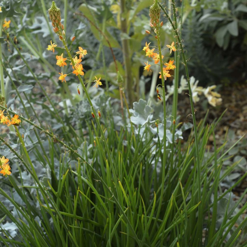 Bulbine frutescens - Bulbine jaune