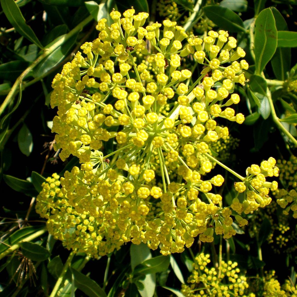 Bupleurum fruticosum - Buplèvre ligneux