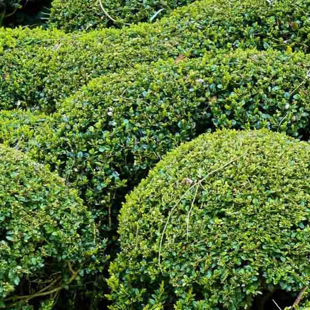 Buis bordure - Buxus sempervirens