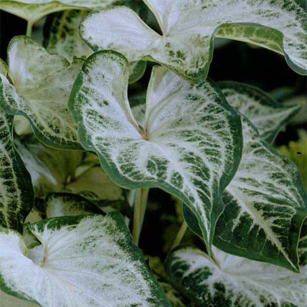 Caladium Aaron