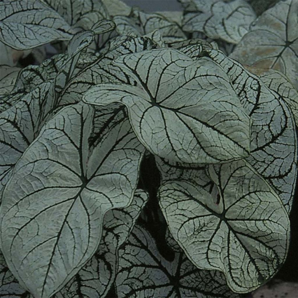 Caladium Candidum