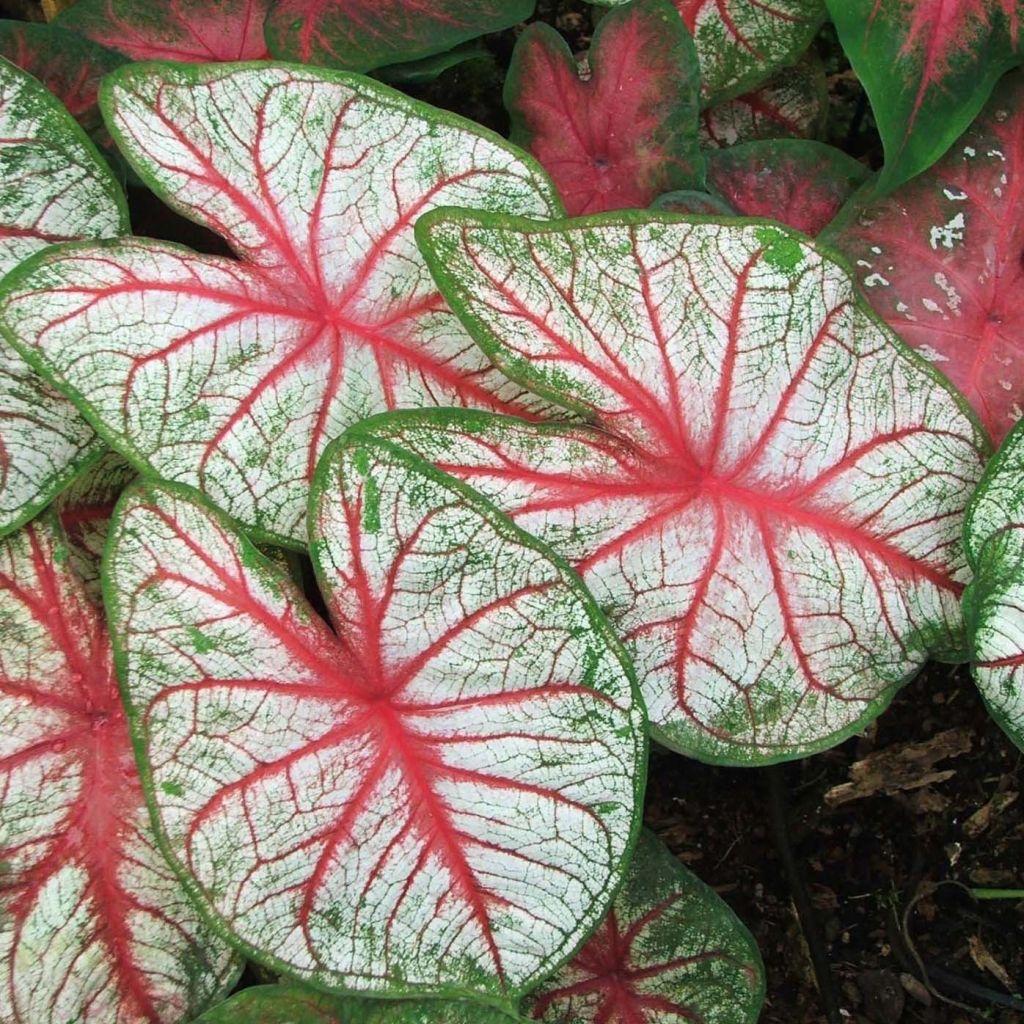 Caladium White Queen