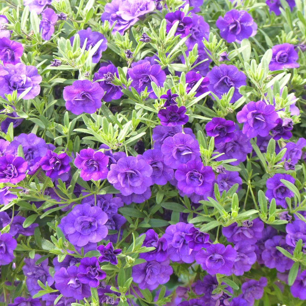 Calibrachoa Can-Can Rosies Blue - Mini-pétunia double