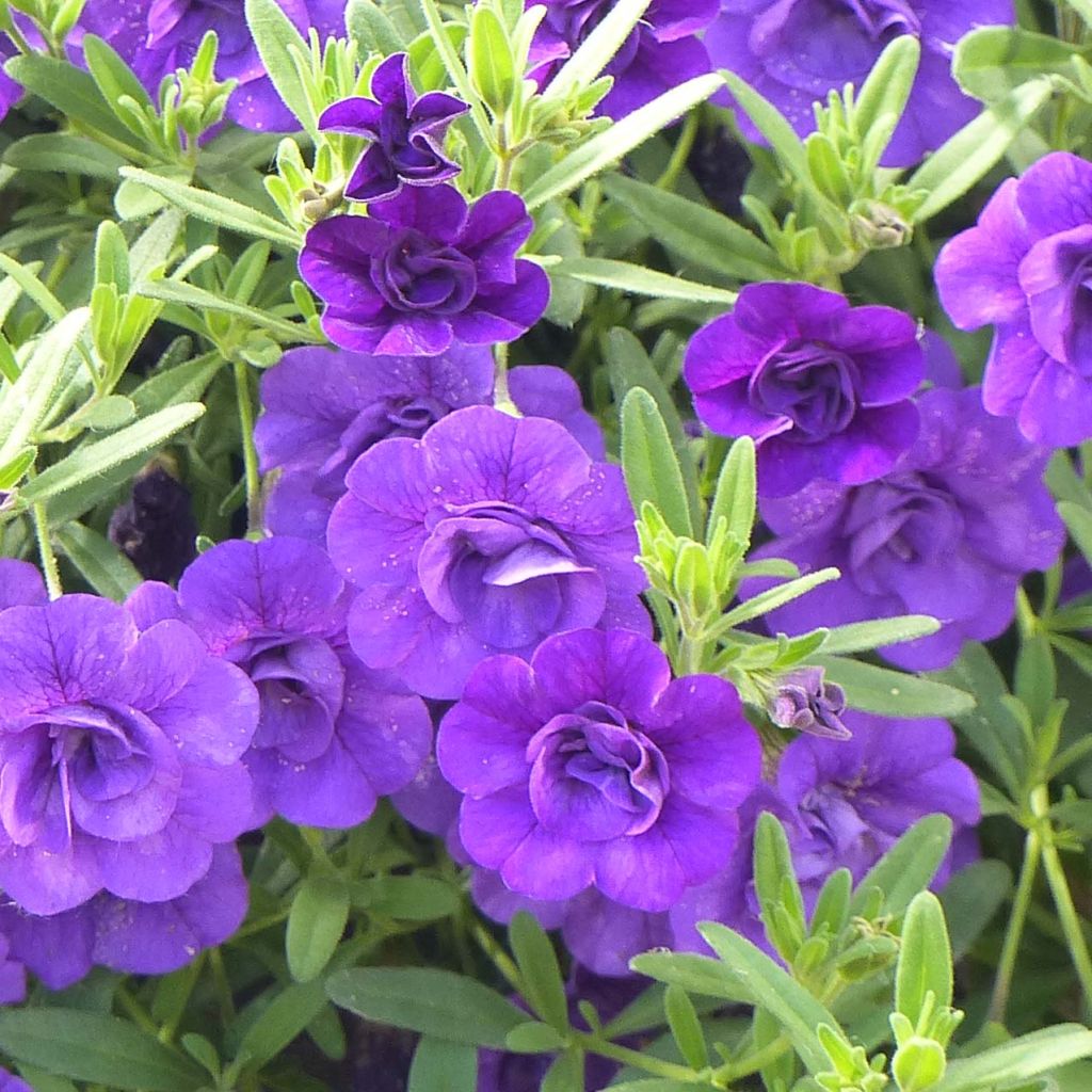 Calibrachoa Can-Can Rosies Blue - Mini-pétunia double