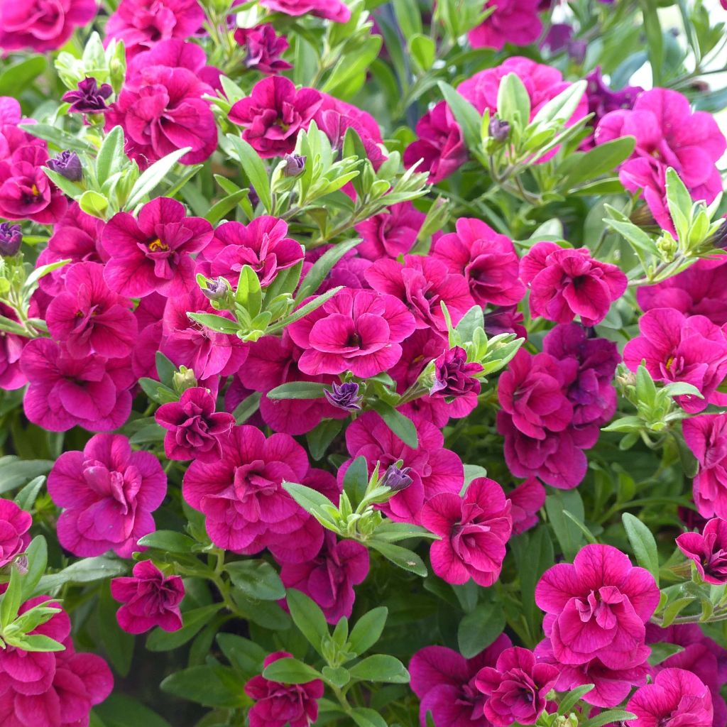 Calibrachoa Can-Can Rosies Pink - Mini-pétunia double