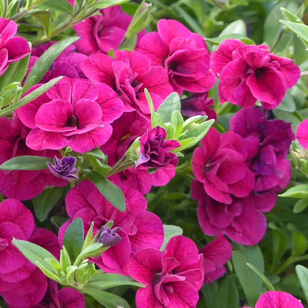 Calibrachoa Can-Can Rosies Pink - Mini-pétunia double