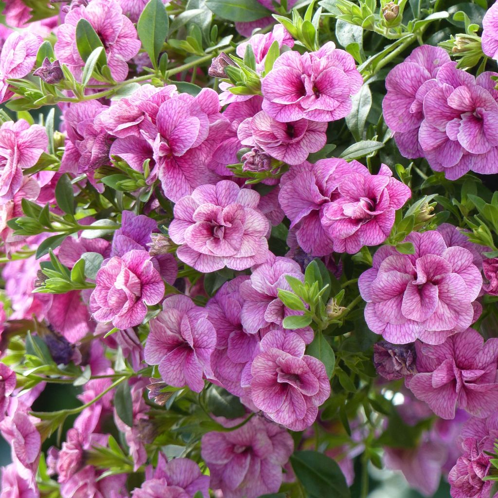 Calibrachoa Can-Can Rosies Pink Vein - Mini-pétunia double