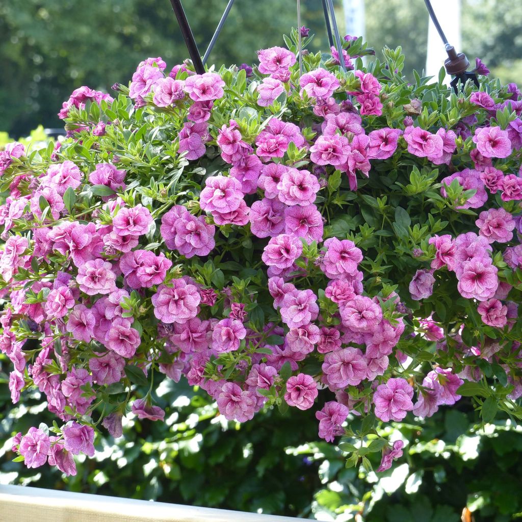 Calibrachoa Can-Can Rosies Pink Vein - Mini-pétunia double