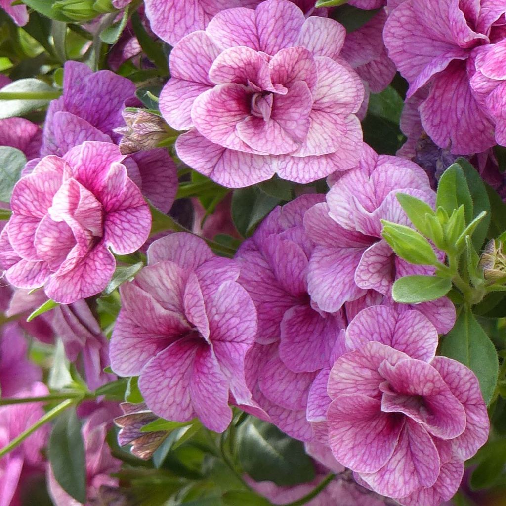 Calibrachoa Can-Can Rosies Pink Vein - Mini-pétunia double