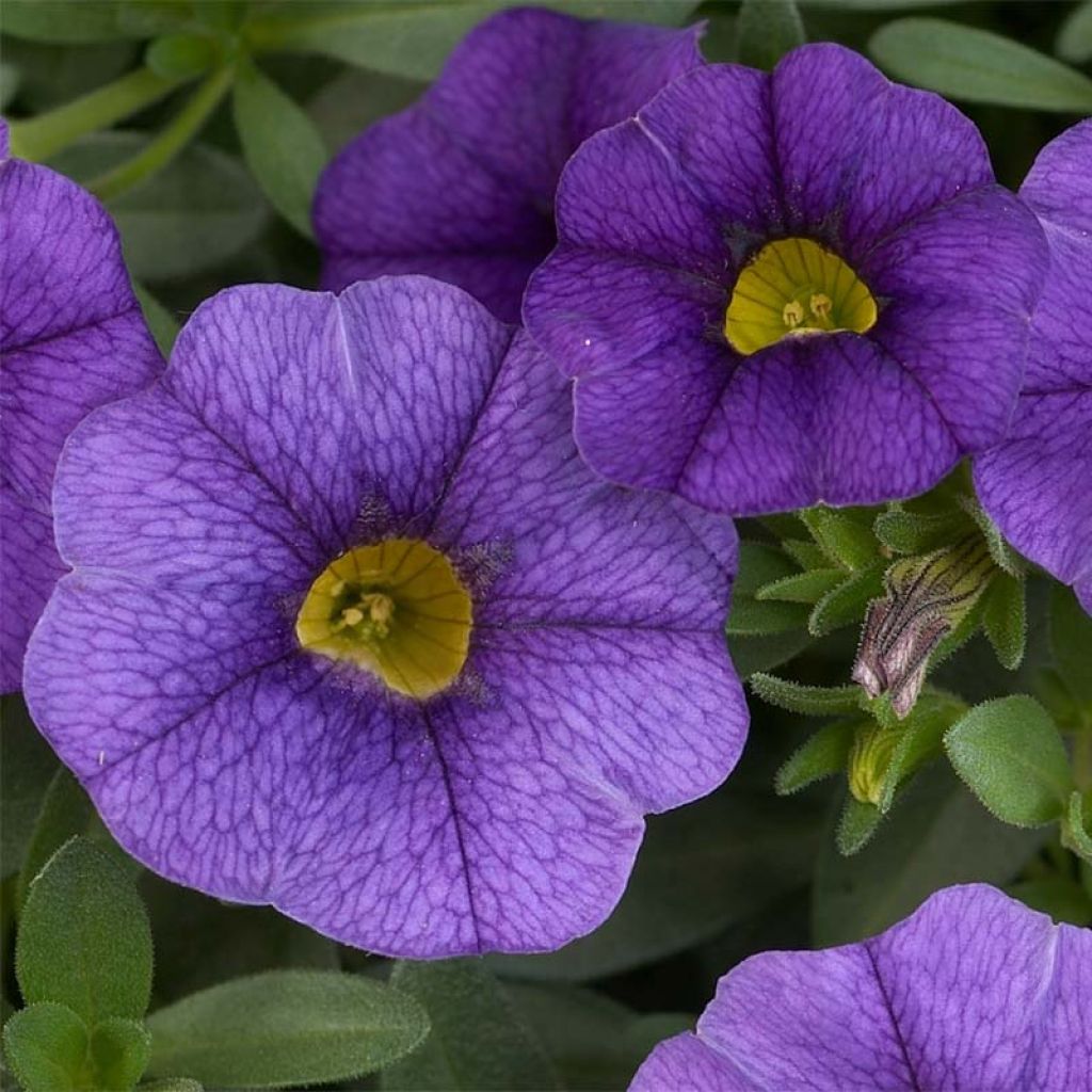 Calibrachoa Superbells Unique Blue Violet - Mini-pétunia