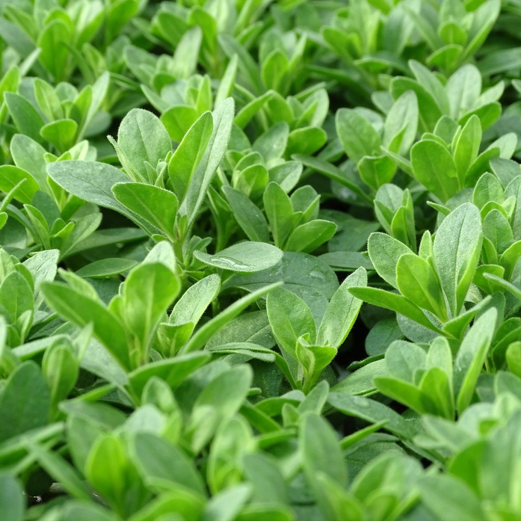 Calibrachoa Noa Bubblegum - Mini-pétunia