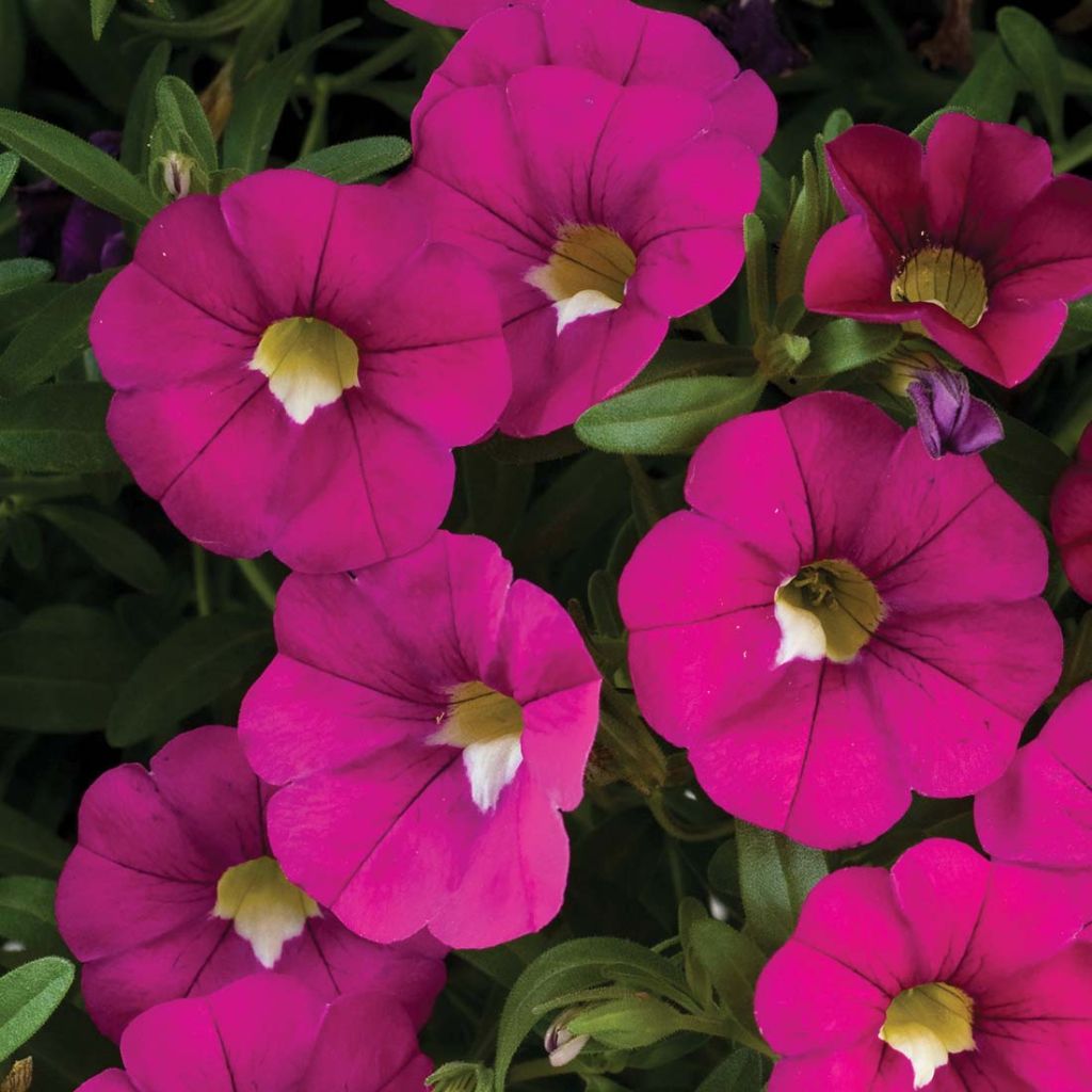 Calibrachoa Noa Dark Pink Carnival - Mini-pétunia