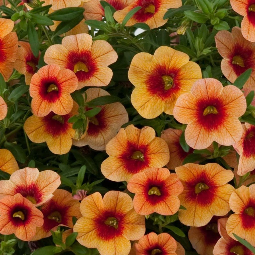 Calibrachoa Superbells Unique Mango Punch - Mini-pétunia