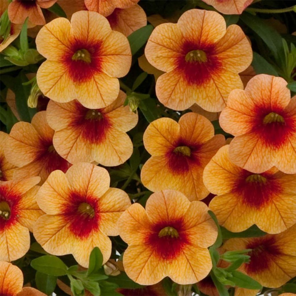 Calibrachoa Superbells Unique Mango Punch - Mini-pétunia