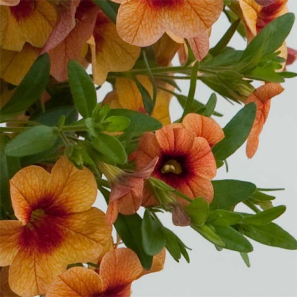 Calibrachoa Superbells Unique Mango Punch - Mini-pétunia