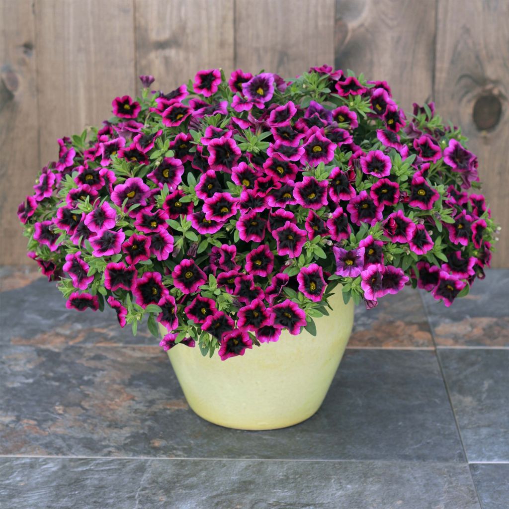 Calibrachoa Superbells Blackcurrant Punch - Mini-pétunia