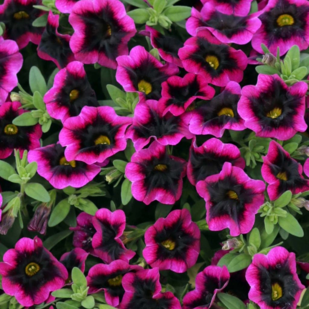 Calibrachoa Superbells Blackcurrant Punch - Mini-pétunia