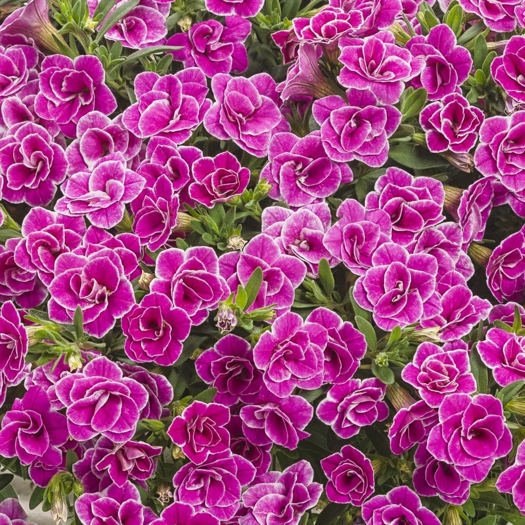 Calibrachoa Superbells Sweet Love - Mini-pétunia