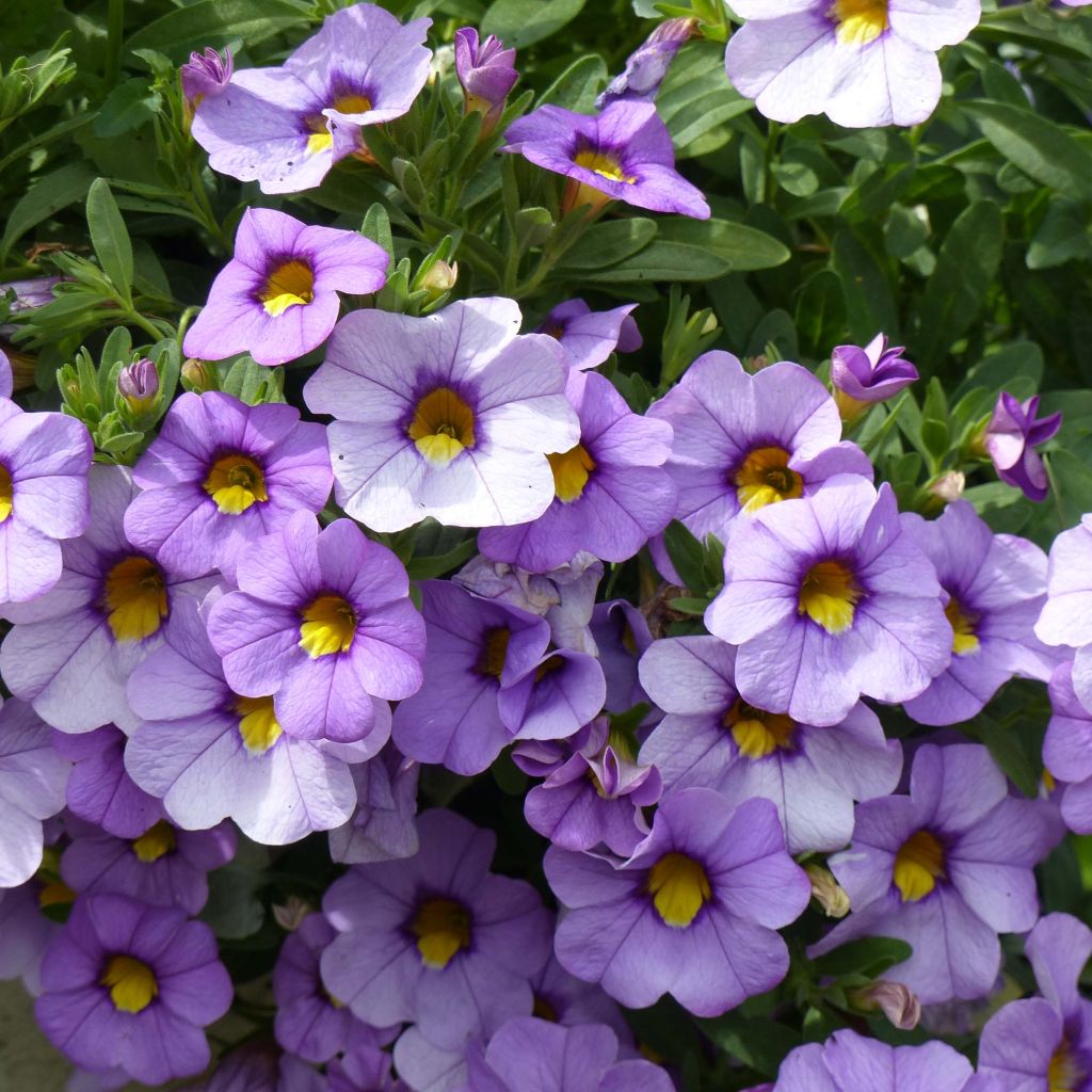 Calibrachoa Superbells Unique Lavender - Mini-pétunia