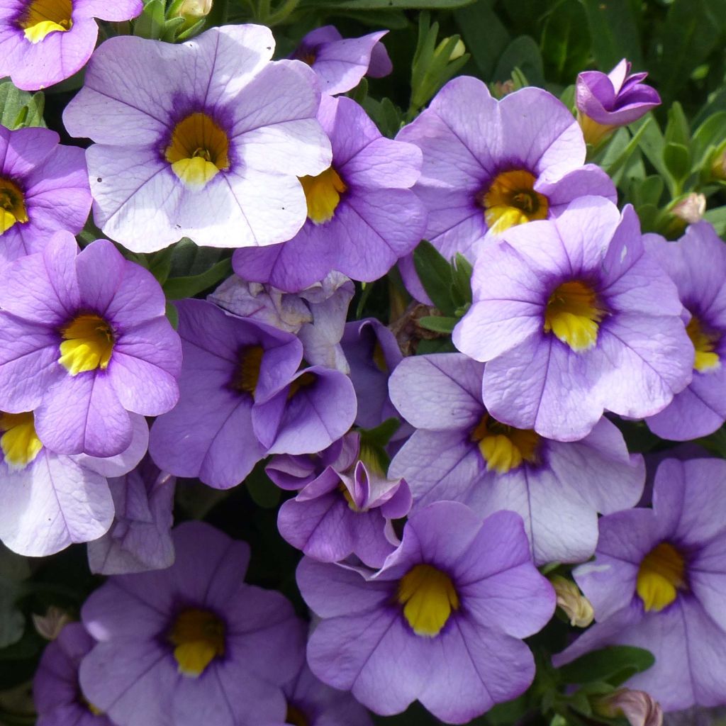 Calibrachoa Superbells Unique Lavender - Mini-pétunia