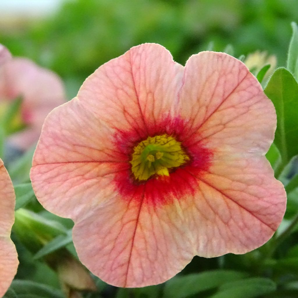 Calibrachoa Superbells Unique Mango Punch - Mini-pétunia