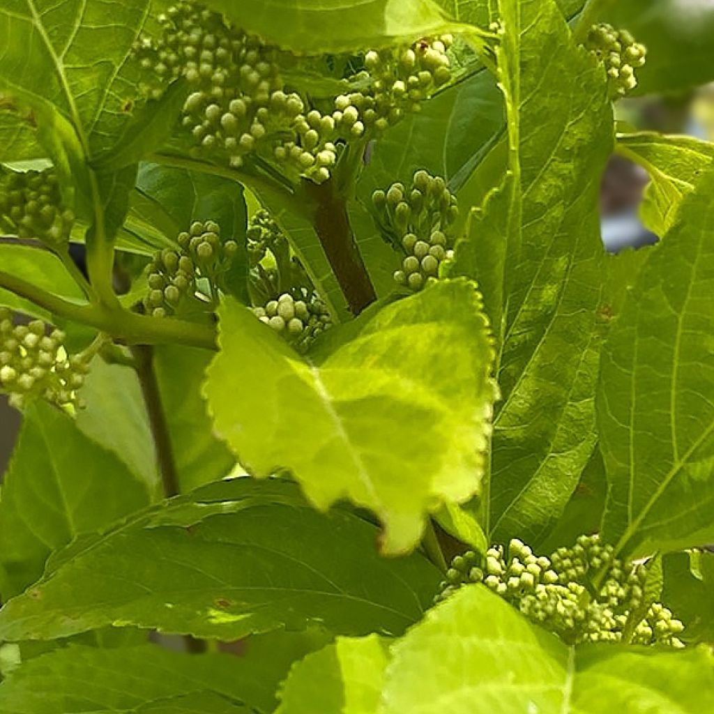 Callicarpa bodinieri Magical Snowstar