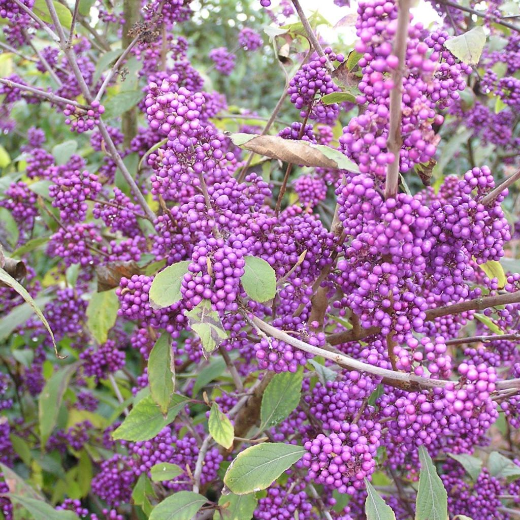 Callicarpa bodinieri Profusion - Arbuste aux bonbons