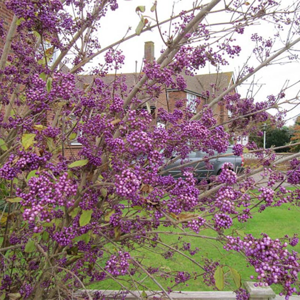 Callicarpa bodinieri Profusion