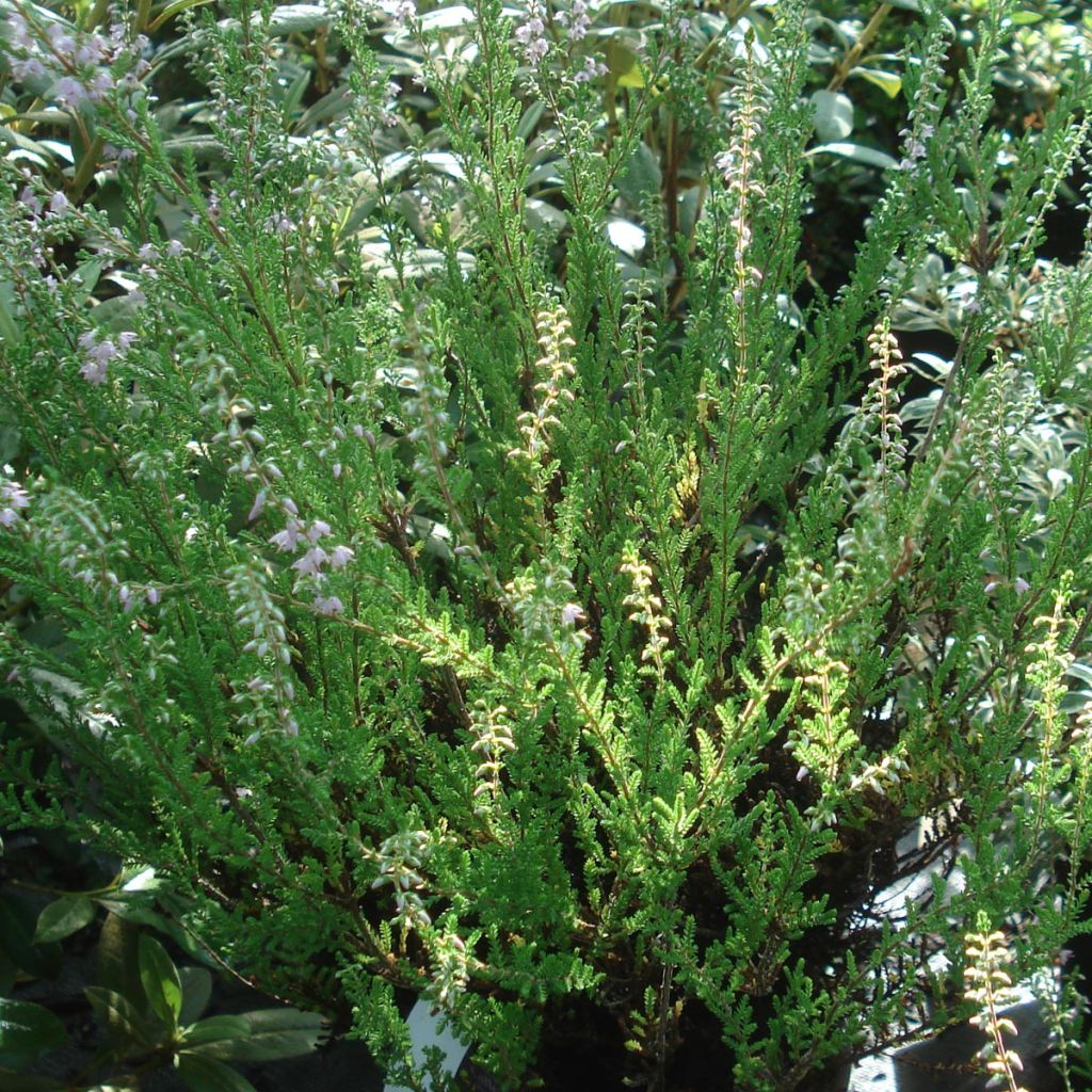 Bruyère d'été - Calluna vulgaris Spring Torch