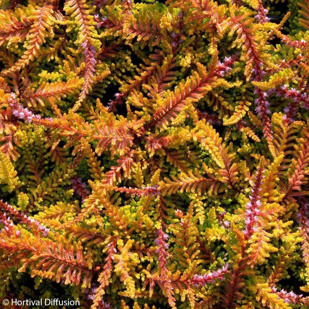 Bruyère d'été - Calluna vulgaris Wickwar Flame